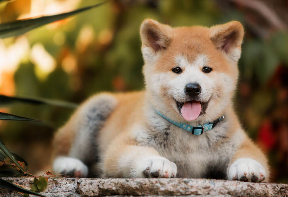 Chó Akita cho-akita